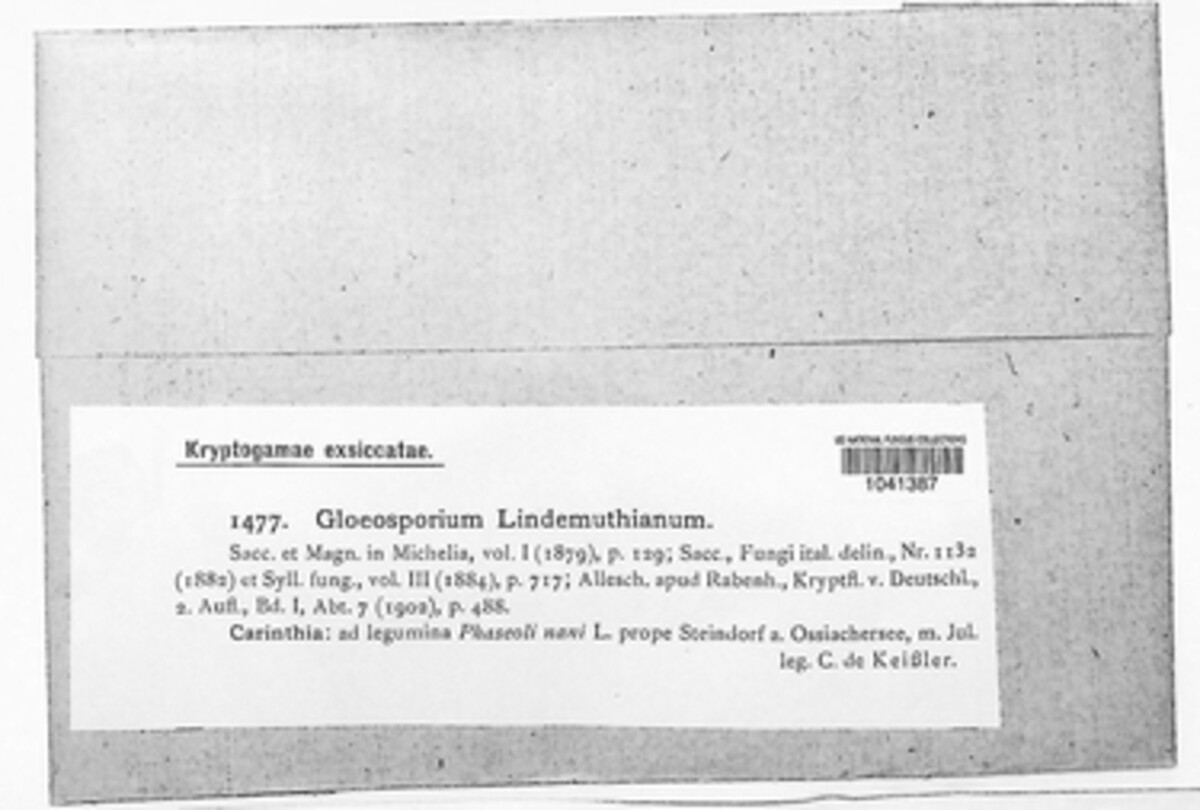 Colletotrichum lindemuthianum image